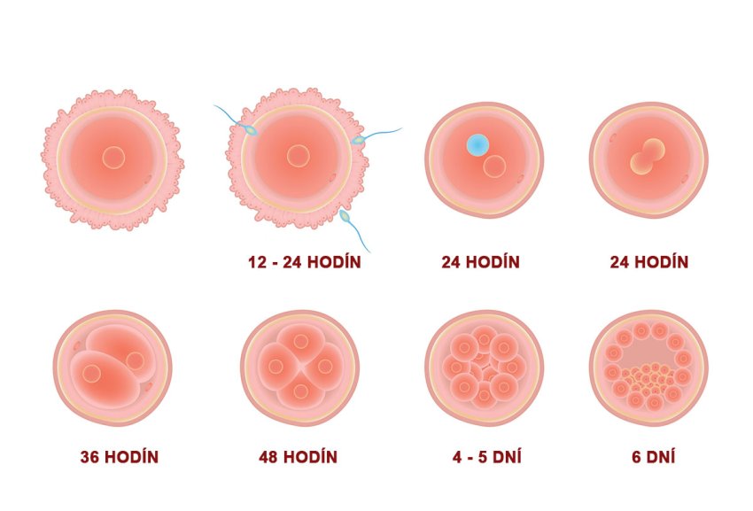 prvý týždeň tehotensva - embryo